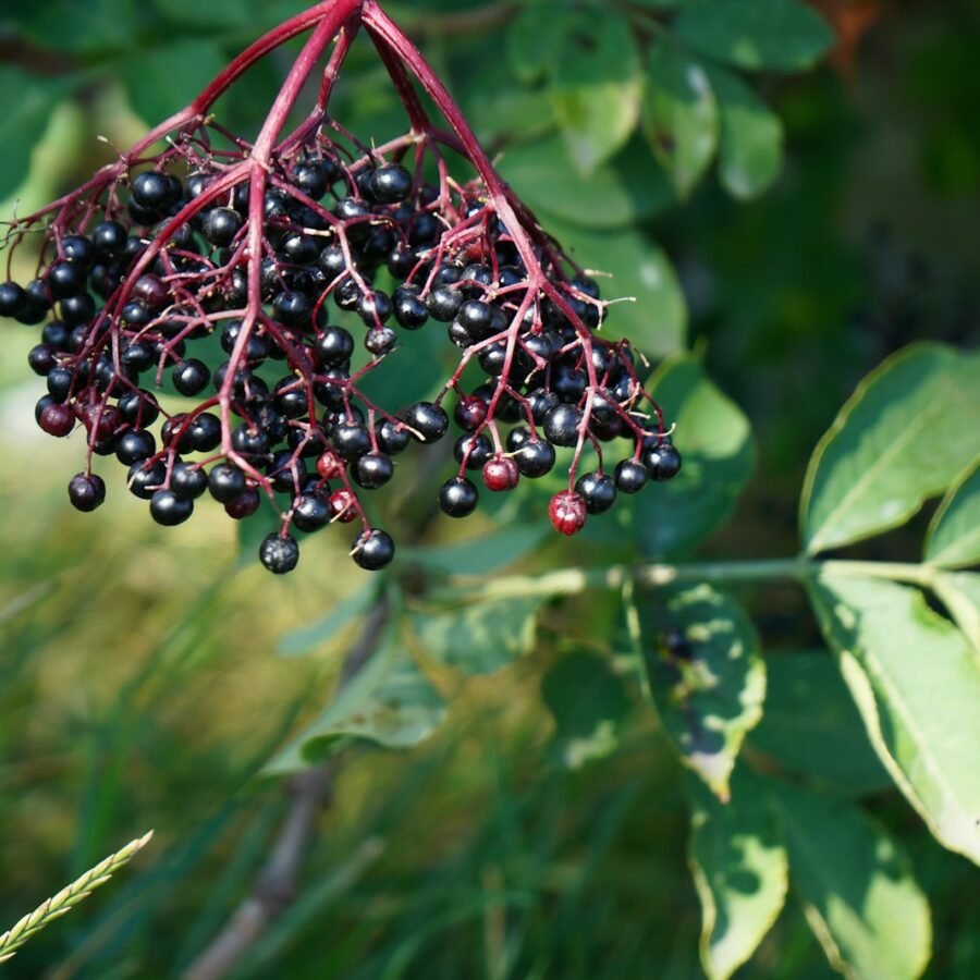 Baie de sureau : Propriétés et bienfaits