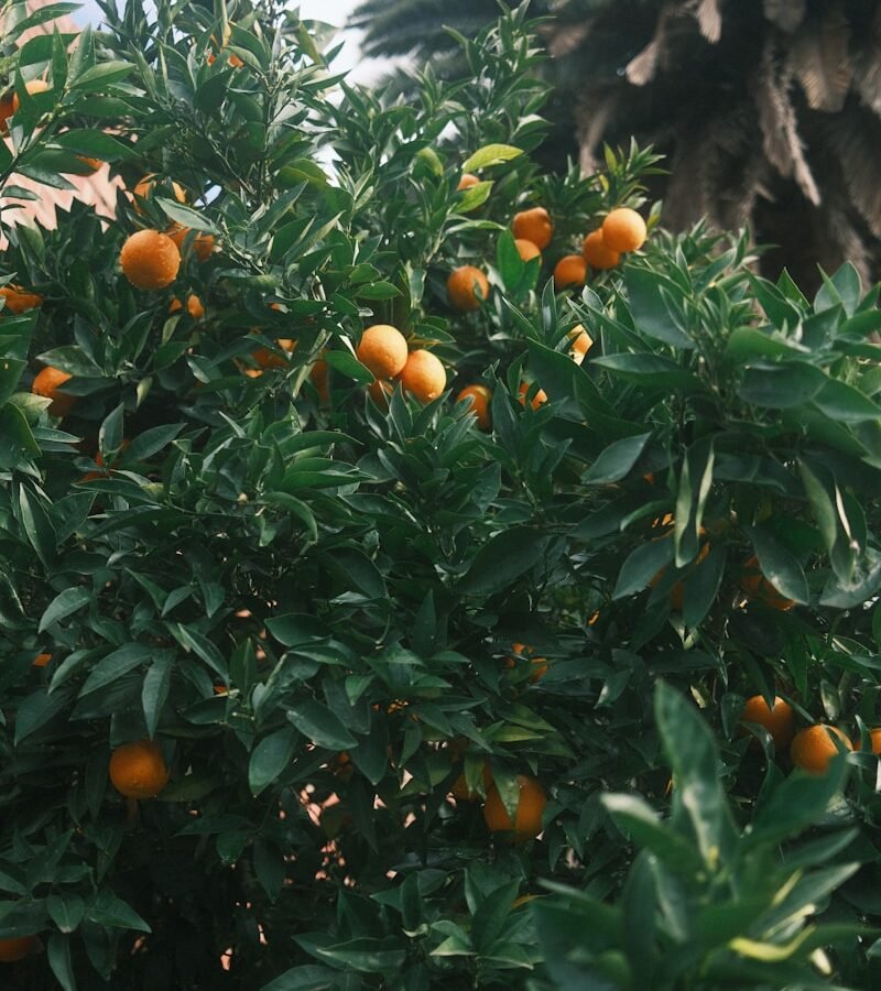 Mandarine satsuma : Propriétés et bienfaits