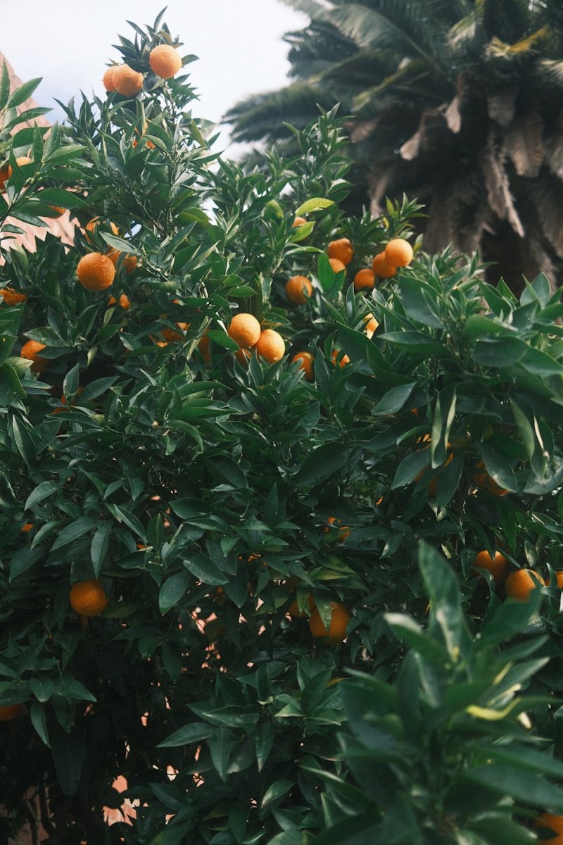 Mandarine satsuma : Propriétés et bienfaits