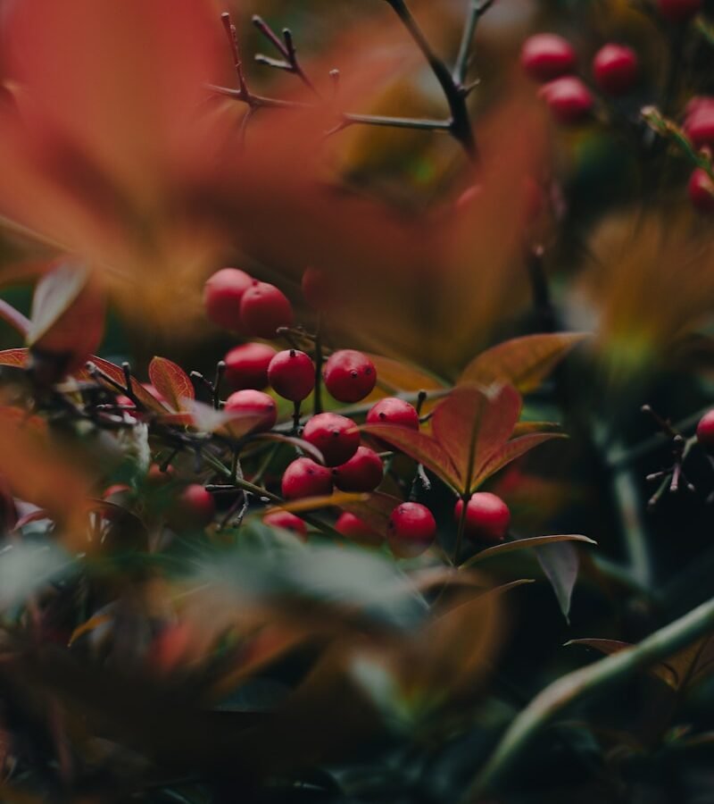 Baie de Goji : Propriétés et bienfaits