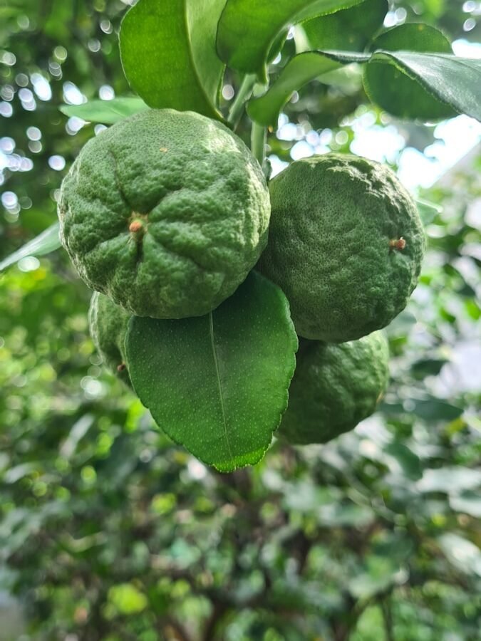 Combava : Propriétés et bienfaits