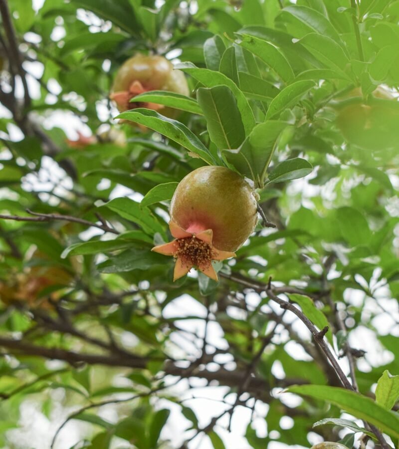 A tree filled with lots of green leaves