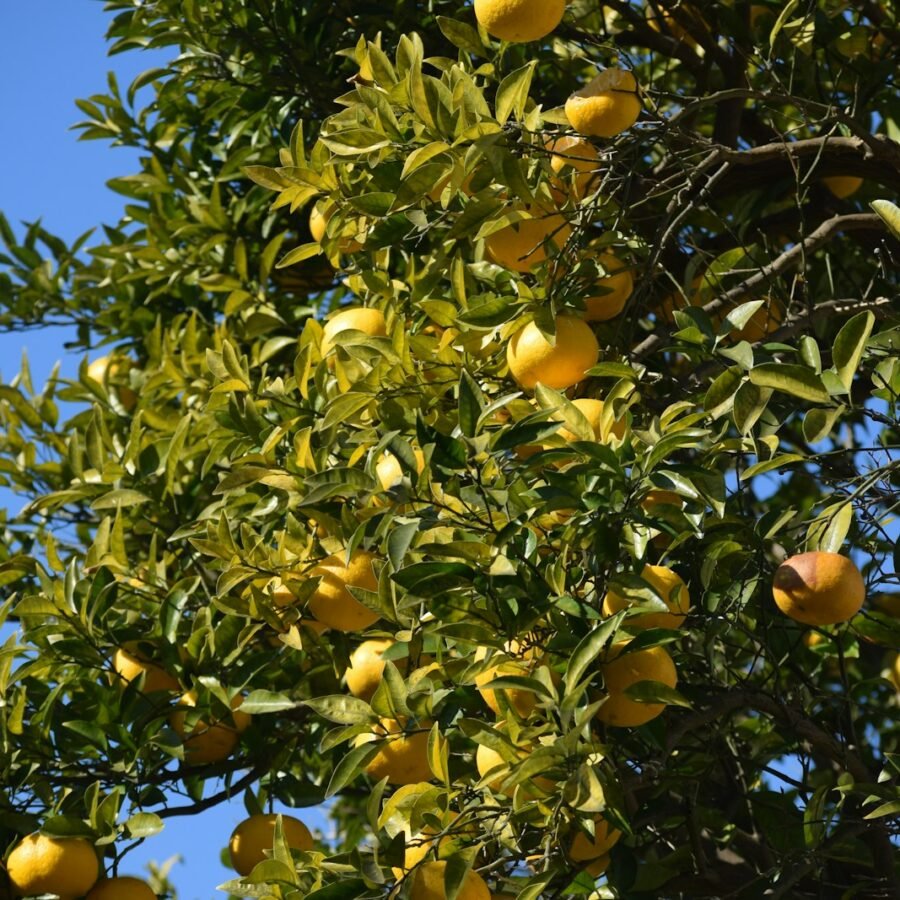 Yuzu : Propriétés et bienfaits