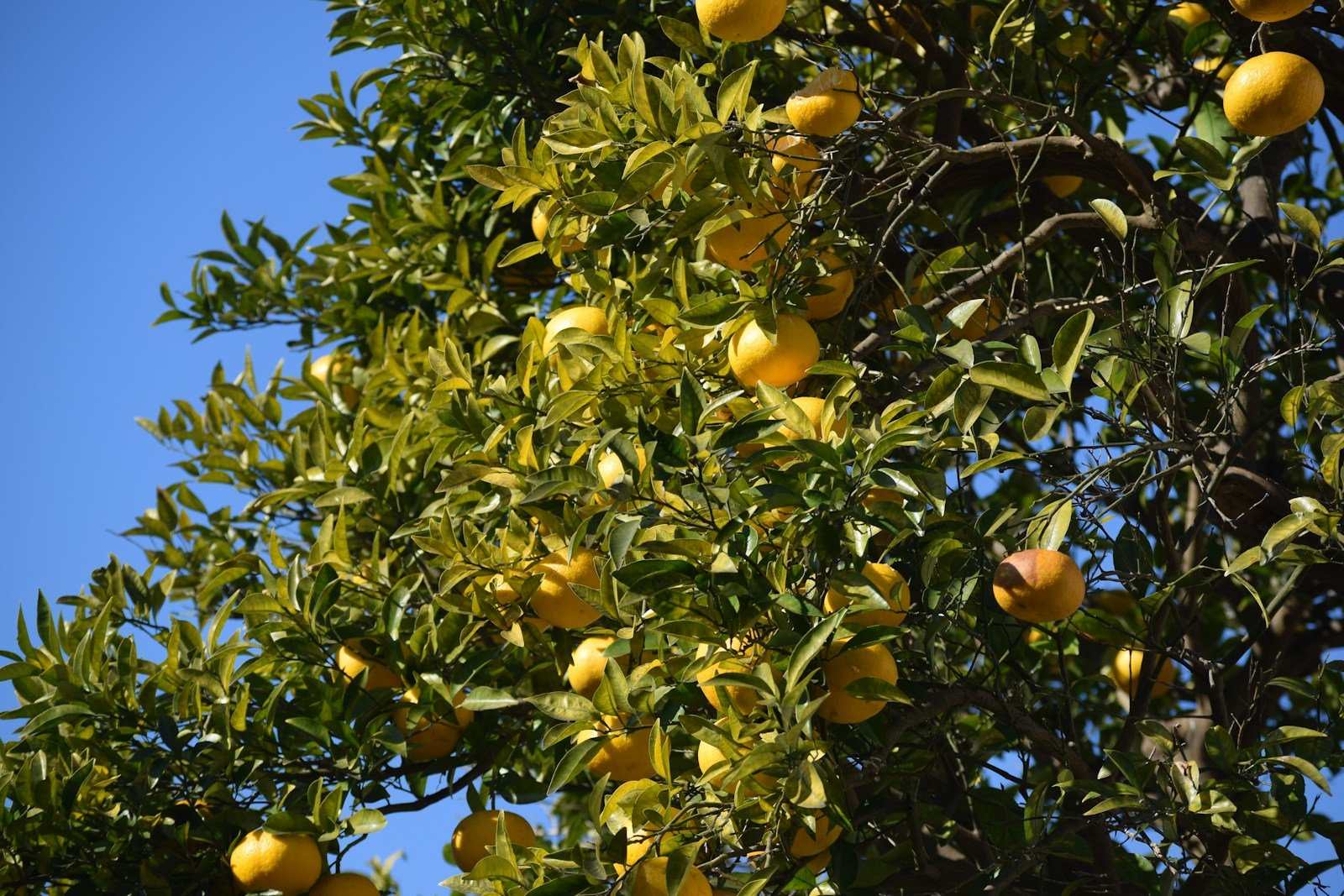 Yuzu : Propriétés et bienfaits