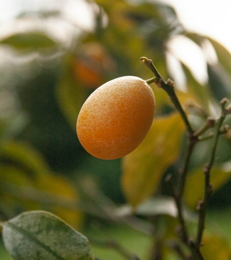 Kumquat : Propriétés et bienfaits