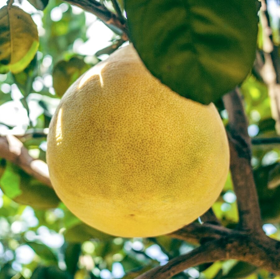 Pomelo : Propriétés et bienfaits