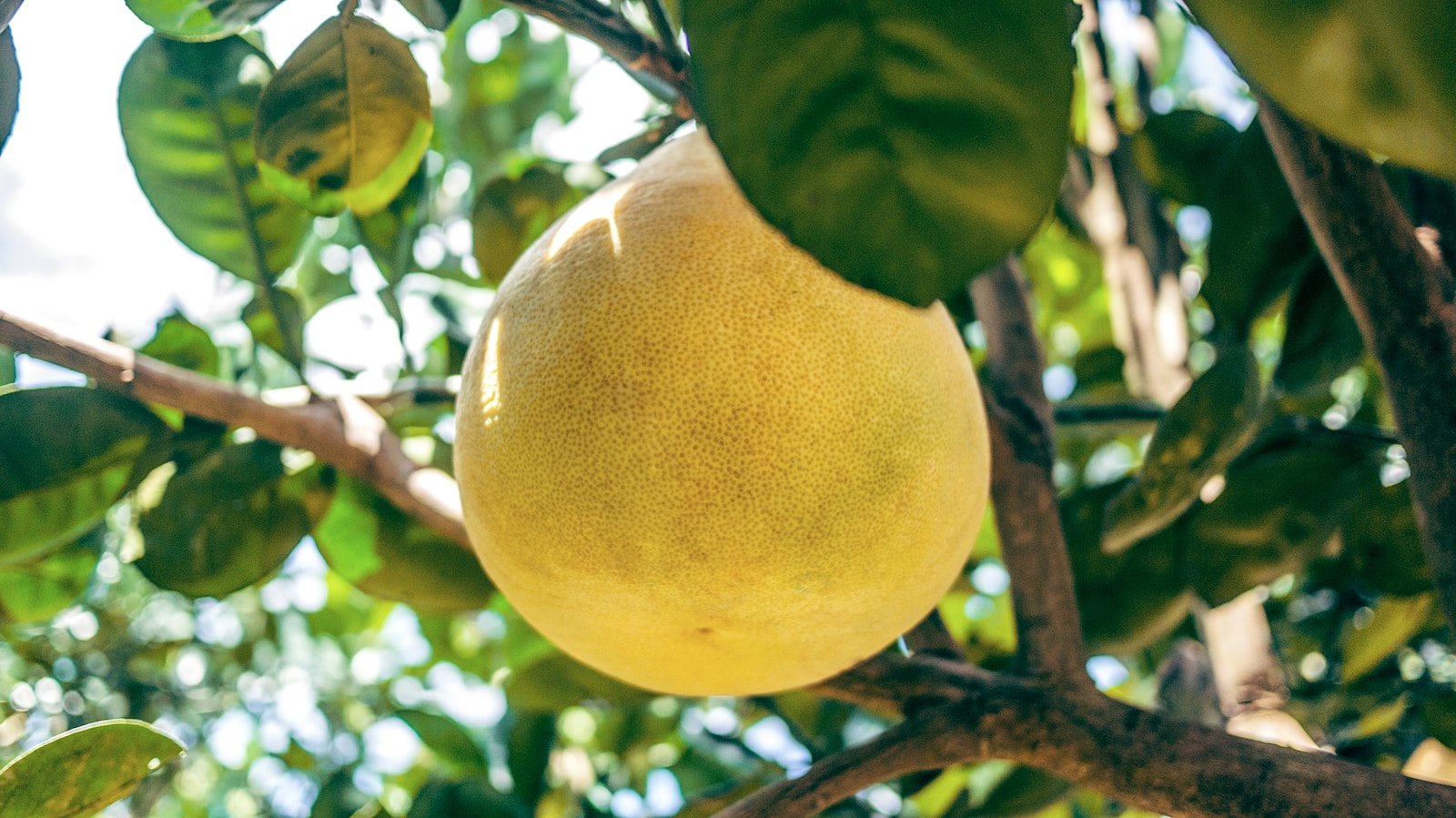 Pomelo : Propriétés et bienfaits