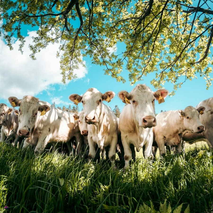 Agriculture et élevage