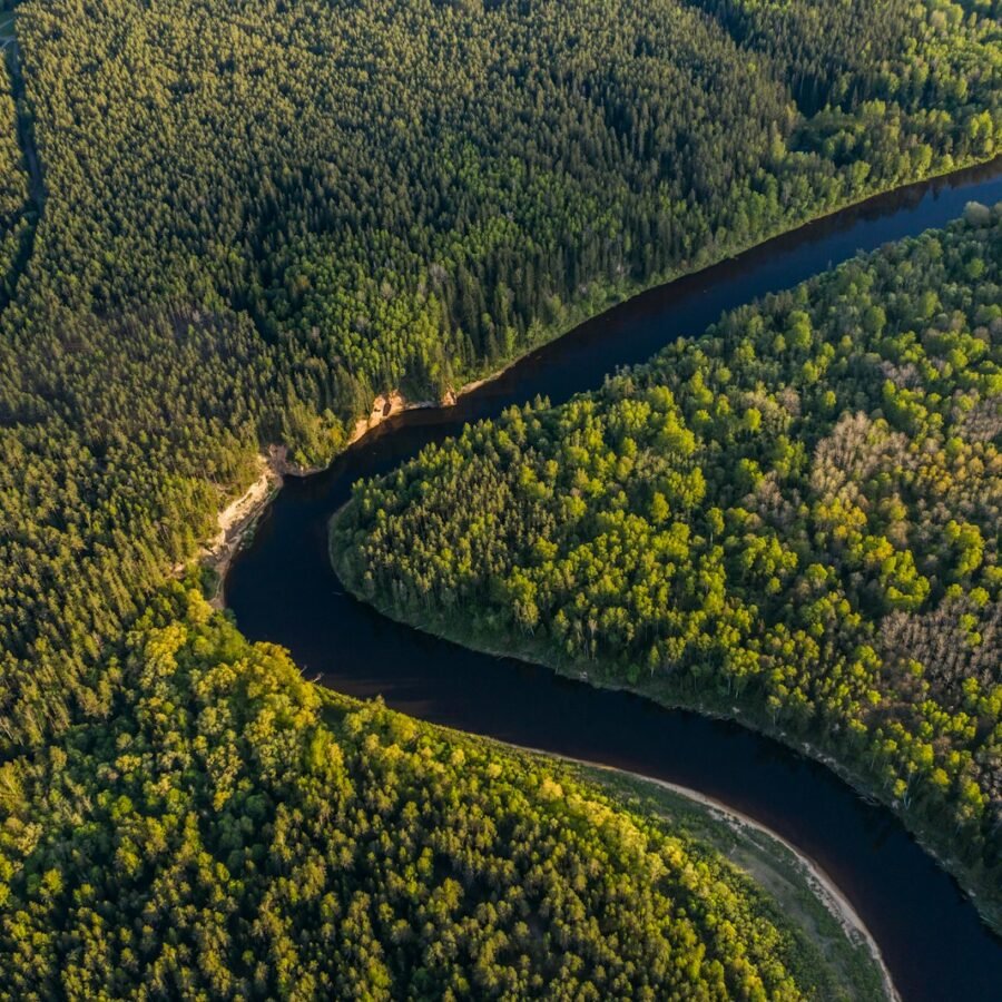 Les plus grandes forêts du monde