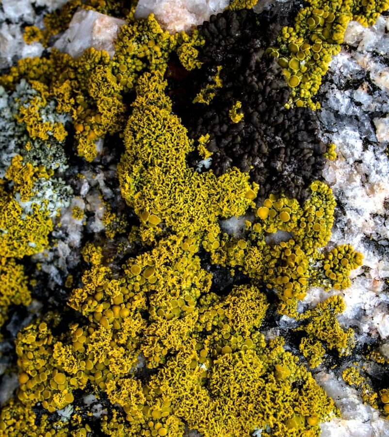 Lichens : Lichen foliacé, lichen crustacé