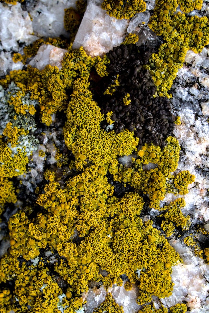 Lichens : Lichen foliacé, lichen crustacé