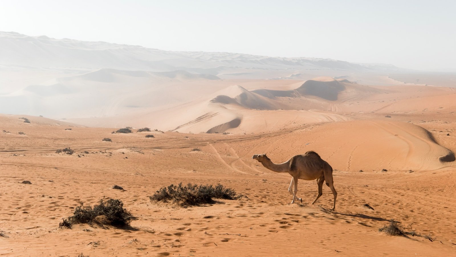 Oman