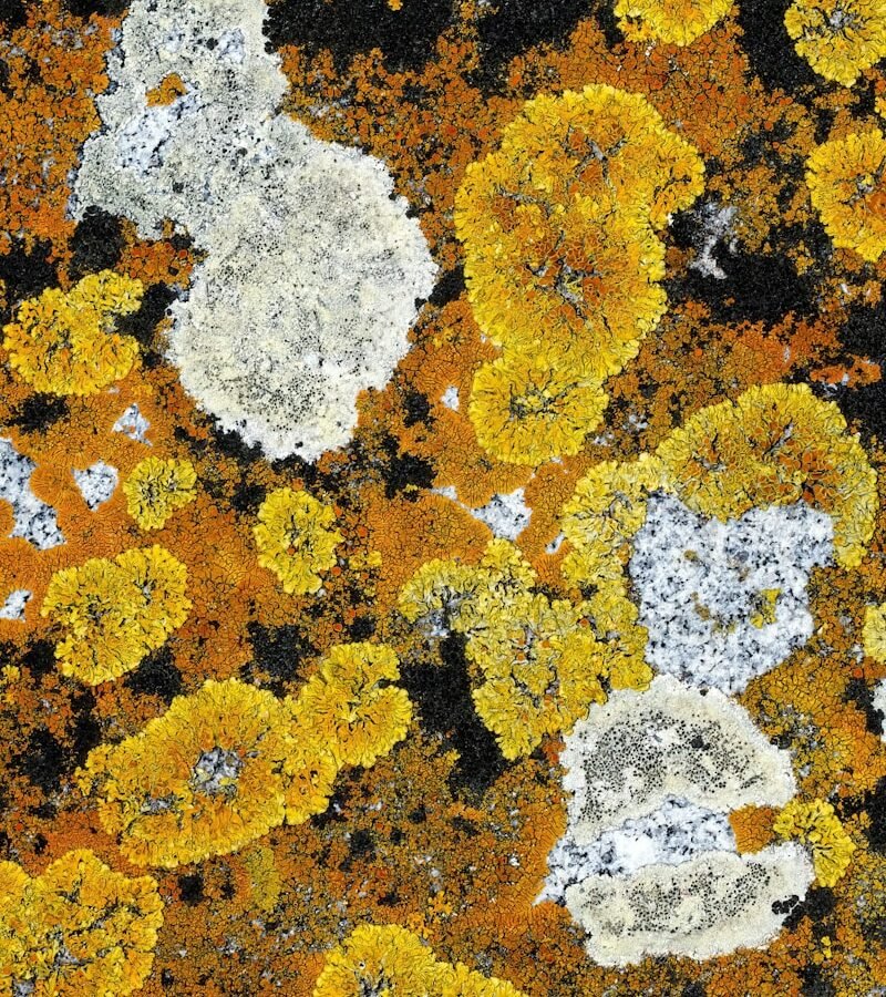 Champignons et lichens