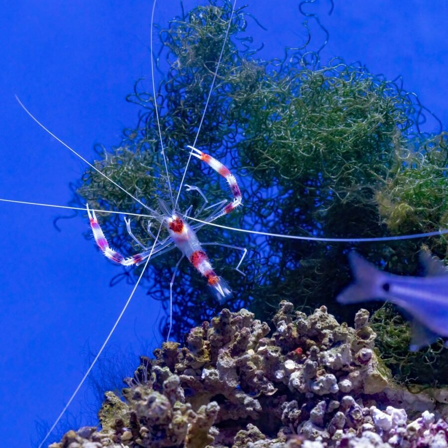 Crustacés et mollusques