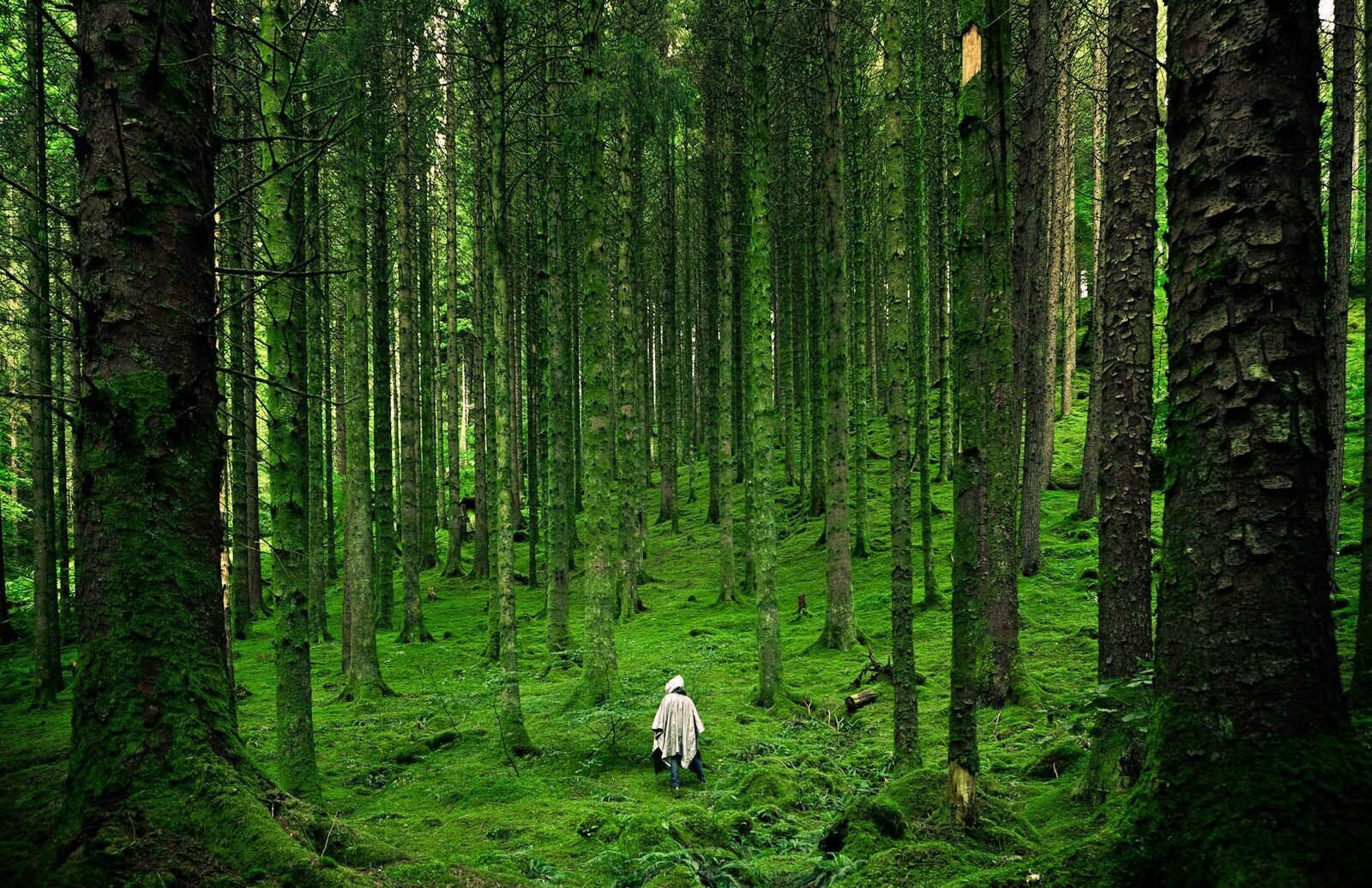 Reforestation massive : quand la "Grande Muraille Verte" chinoise déplace les pluies.