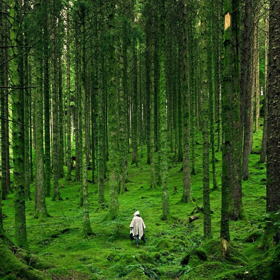 Reforestation massive : quand la "Grande Muraille Verte" chinoise déplace les pluies.