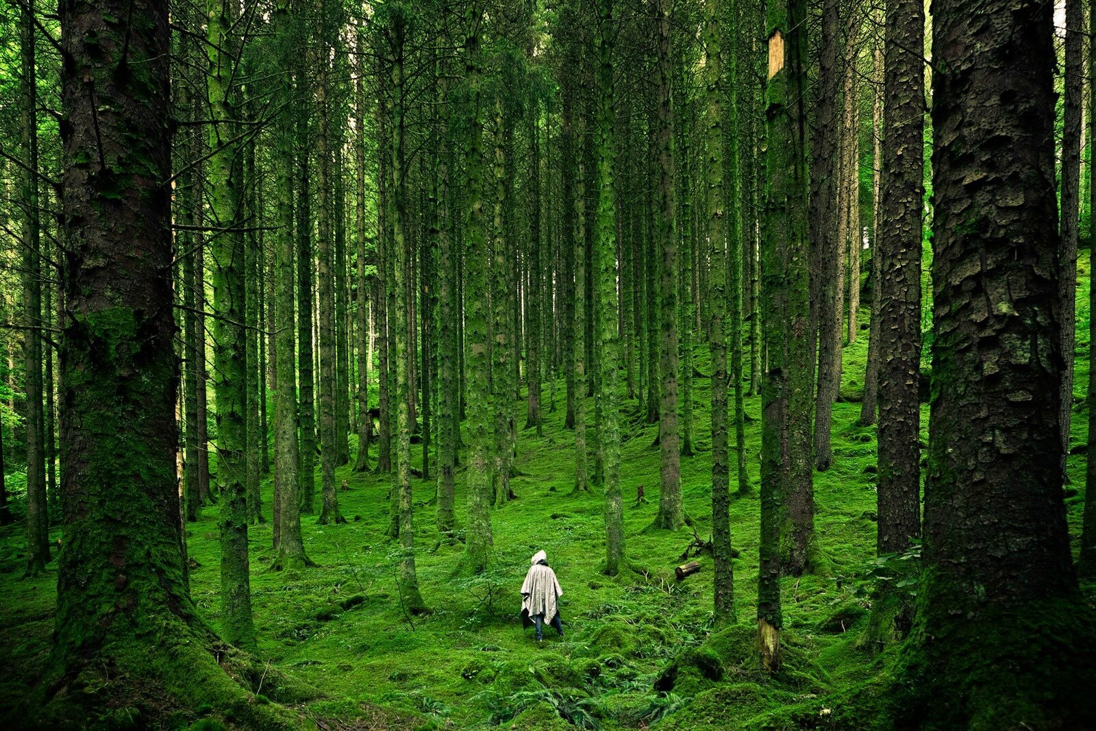 Reforestation massive : quand la "Grande Muraille Verte" chinoise déplace les pluies.